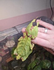 Wandelndes blatt phyllium gebraucht kaufen Wandelndes blatt phyllium gebraucht kaufen  Speyer