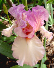 Bearded iris rhizomes for sale  CAMBRIDGE