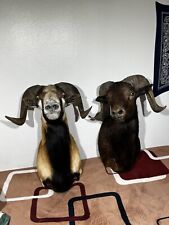 Gorgeous european mouflon for sale  Rexburg