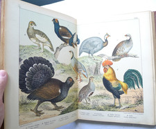 Idea regalo illustrato usato Idea regalo illustrato usato  Cremona