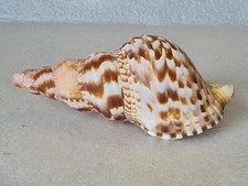 Charonia sea snail for sale  NEWPORT
