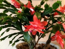 Cuttings christmas thanksgivin for sale  Danville