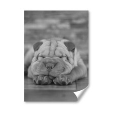 Shar pei dog for sale  SELBY
