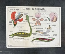 1960 french double for sale  Lockhart