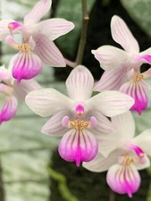phalaenopsis for sale phalaenopsis for sale Diamond Bar
