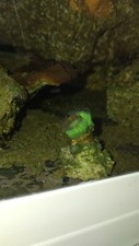 Coralli marini usato  Calangianus