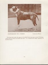 STAFFORDSHIRE BULL TERRIER ANTIGO VINTAGE 1934 NOMEADO CÃO SÉPIA PÁGINA DE IMPRESSÃO comprar usado  Enviando para Brazil