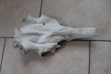 Hirschschädel aluschädel hir gebraucht kaufen  Grainau