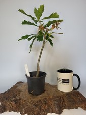 Shohin oak tree for sale Shohin oak tree for sale  ELGIN