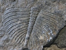 Fossil trilobite ogygia for sale  COWBRIDGE