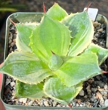 Agave potatorum trade for sale  Encinitas