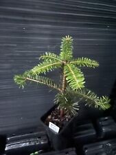 Nordmann fir for sale  Martin