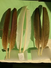Pair assort peacock for sale  Goodyear