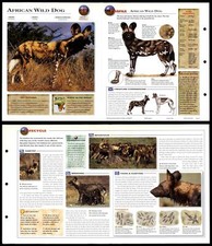 African wild dog for sale  SLEAFORD