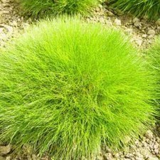 Bärenfell schwingel wintergr� gebraucht kaufen  Grasellenbach