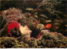 Animaux poissons tahiti d'occasion  Fruges