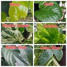 Pothos cutting bundle for sale  Edinburg
