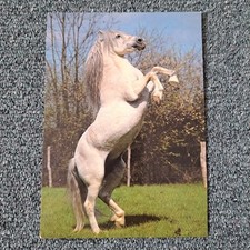 Pferde postkarte pferd gebraucht kaufen  Hamburg