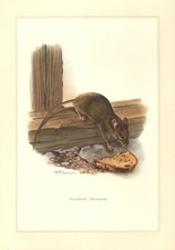 Hausmaus mus musculus gebraucht kaufen  Lauenburg/ Elbe