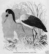 Sattelstorch storch holzstich gebraucht kaufen  Lauenburg/ Elbe