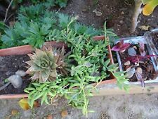 Lot plante succulante d'occasion  Saint-Cyprien