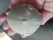 303g. echinocorys gravesi d'occasion  Lodève