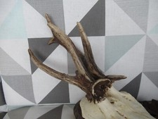 Abnormer rehbock holzbett gebraucht kaufen  Traunstein