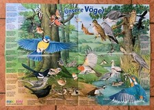 Wissensposter medizini vögel gebraucht kaufen  Husum