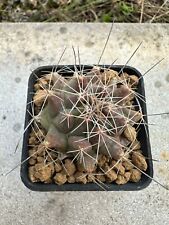 Thelocactus tulensis own usato  Valdastico