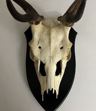 Geweih schaufel damm gebraucht kaufen Geweih schaufel damm gebraucht kaufen  Deutschland