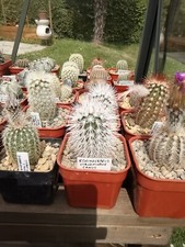 Echinocereus viridiflorus cana for sale  DEREHAM