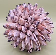 Seashell sphere orb for sale  Palm Bay