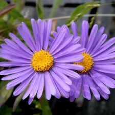 200 graines aster d'occasion  Coulommiers