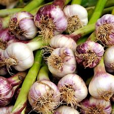 Allium sativum pflanzen gebraucht kaufen  Heinsberg