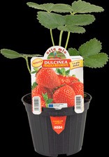 Orto mio fragola usato  Italia