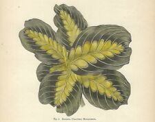 Maranta calathea stampa usato  Lecco