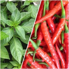 Jungpflanzen chili rot gebraucht kaufen  Rülzheim