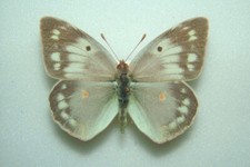 Greek clouded yellow for sale  FOLKESTONE