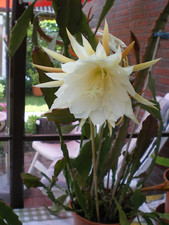 Epiphyllum blattkaktus weisse gebraucht kaufen  Stadland-Seefeld