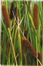 Bulrush reedmace typha for sale  BUCKFASTLEIGH