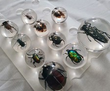 Assorted real beetles for sale  YORK