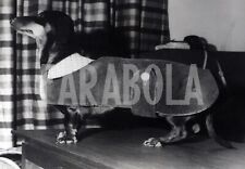 Vintage animali bassotto usato  Roma