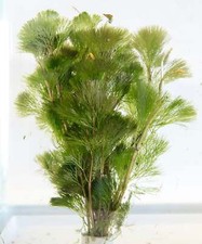 Cabomba aquatica tropical for sale  MARKET RASEN