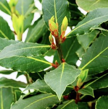 Cuttings laurus nobilis for sale  TENTERDEN