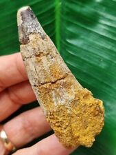 Brauner zahn spinosaurus gebraucht kaufen  Göppingen