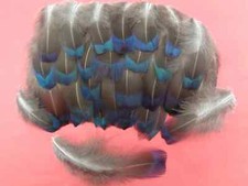 Melanistic pheasant flank for sale  ALFORD