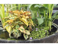Teichpflanzen set floraself gebraucht kaufen  Deutschland