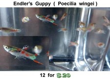 Endler guppy for sale  Wimauma