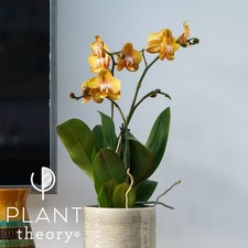 40cm phalaenopsis las for sale  LONDON