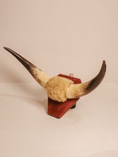 Td316 mounted bull for sale  BELFAST